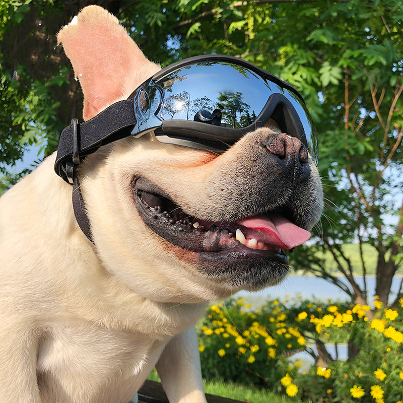 dog bike goggles Pet Sunglasses Dog Windproof Glasses Accessories Goggles