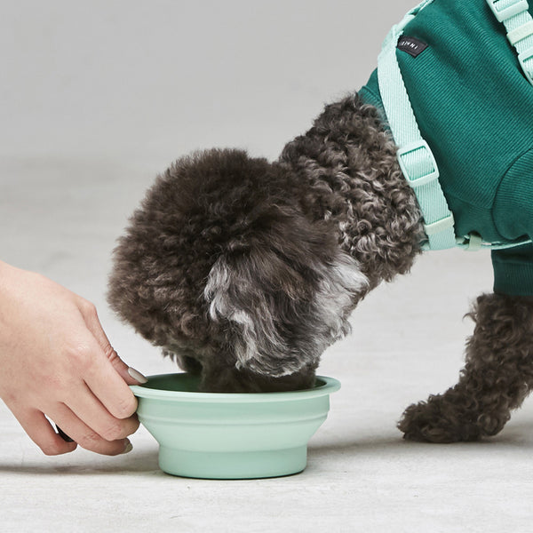 Macaron Collapsible Travel Pet Bowl Brookstone