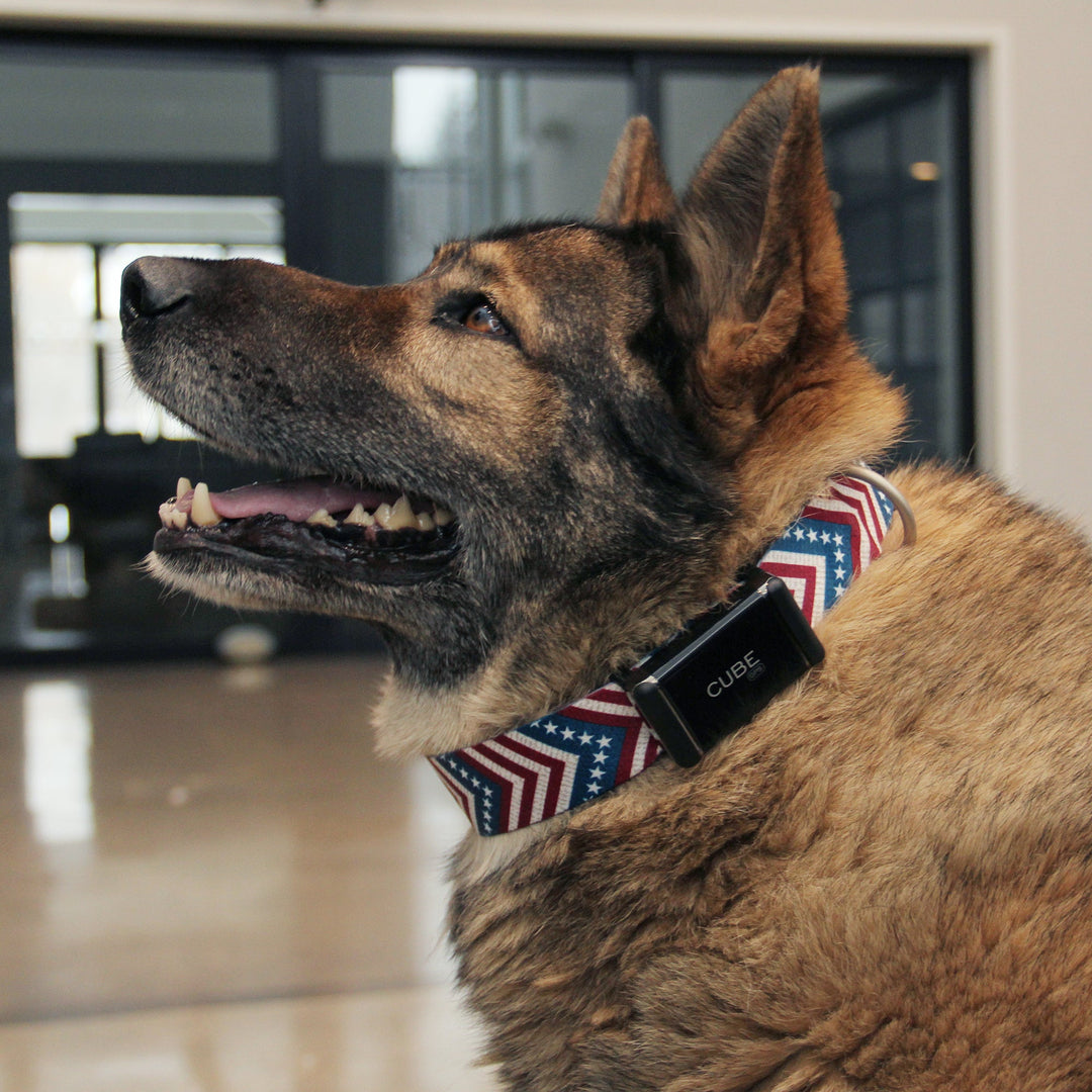 Cube GPS Pet Tracking Bundle by Cube Tracker