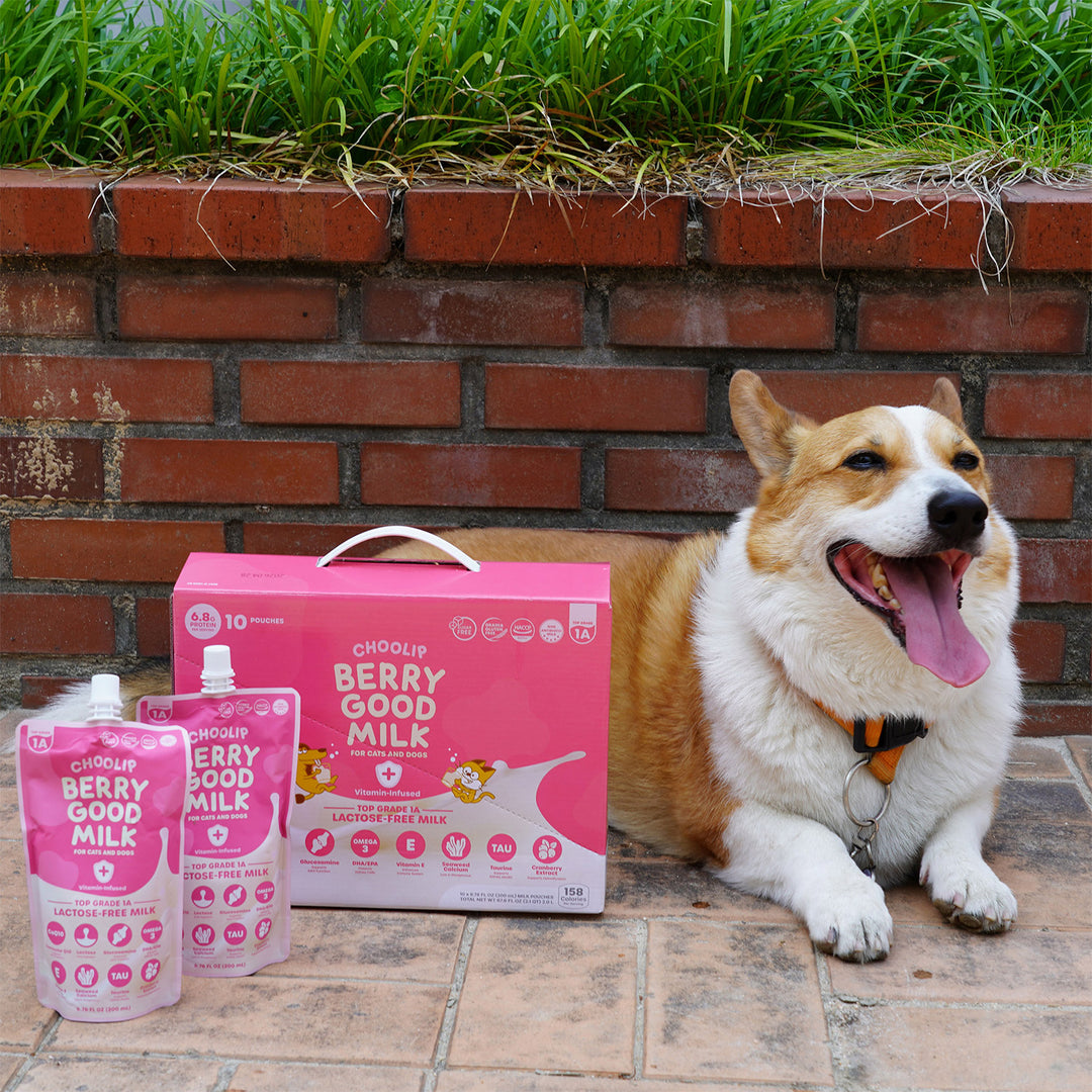Choolip Berry Good Milk (10 Pouches) - Lactose-Free Vitamin Drink for Pets