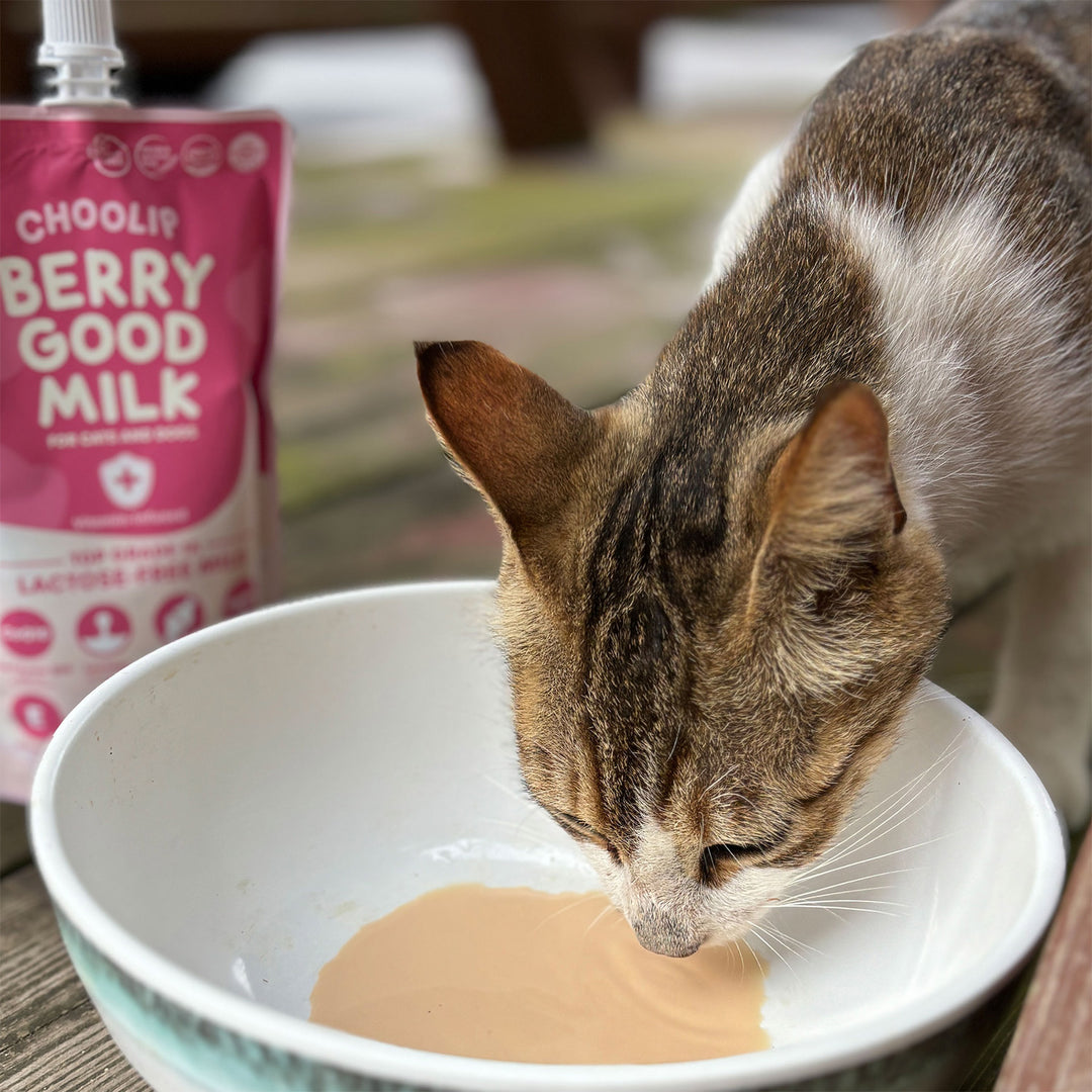 Choolip Berry Good Milk (10 Pouches) - Lactose-Free Vitamin Drink for Pets
