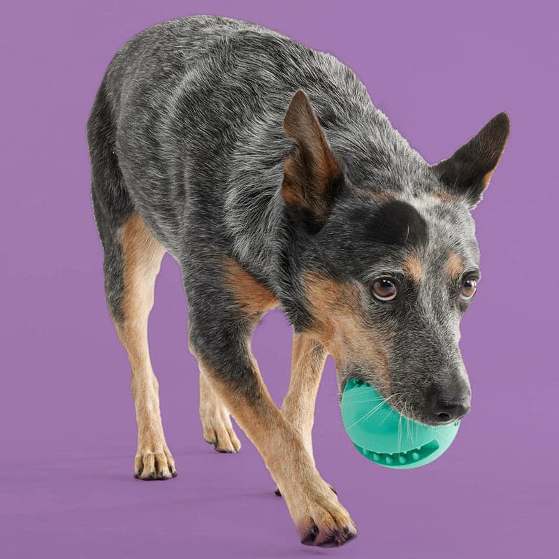 Yomp Snackin' Ball Dog Toy