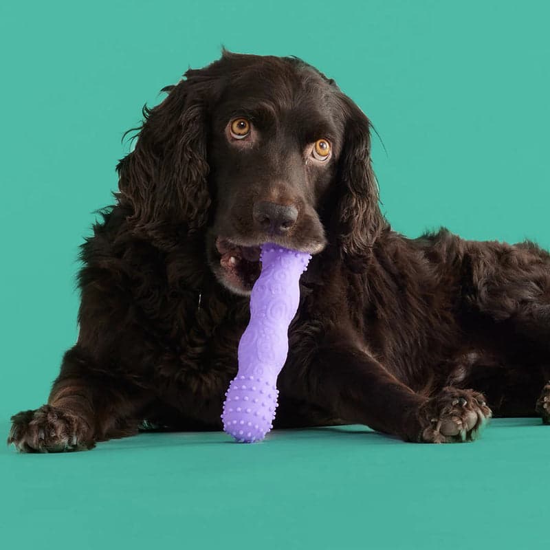 Yomp ToothBuddy - Dog Bone Chew Toy